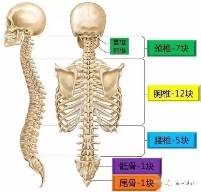 和椎間盤連接而成骶骨和尾骨各1塊)7塊頸椎,12塊胸椎,5塊腰椎,人類