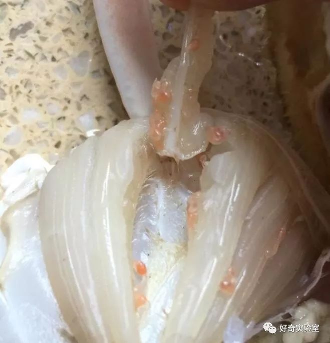 螃蟹寄生虫卵图片