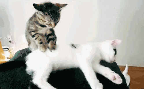 498_310gif 动态图 动图