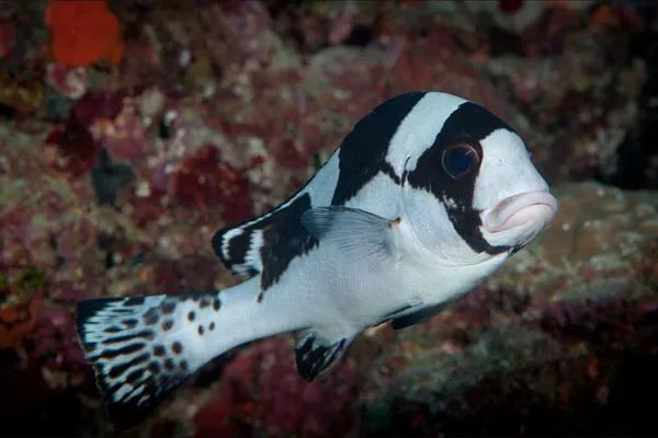 每天认识一种鱼710丨石鲈鱼水中花旦