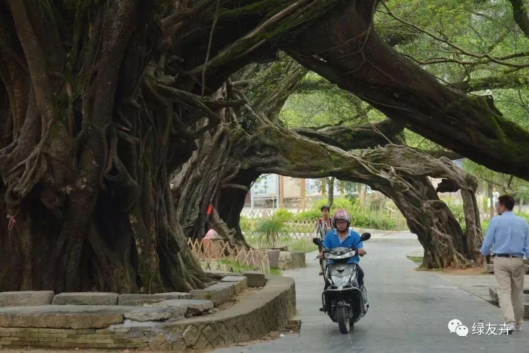全国最奇特的古榕在这里千年的古树长成了树神