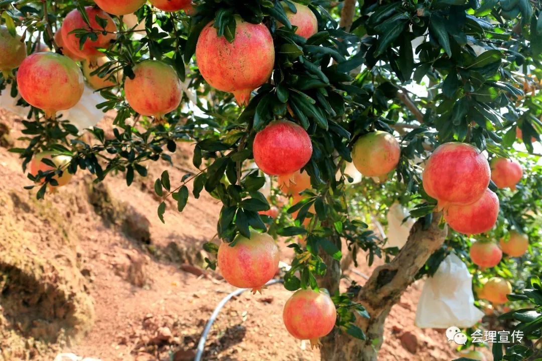 中国石榴之乡 | 会理70车石榴万里行,庆祝新中国成立70周年