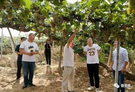 京涿一万斤涿鹿蔬菜上了门头沟百姓餐桌