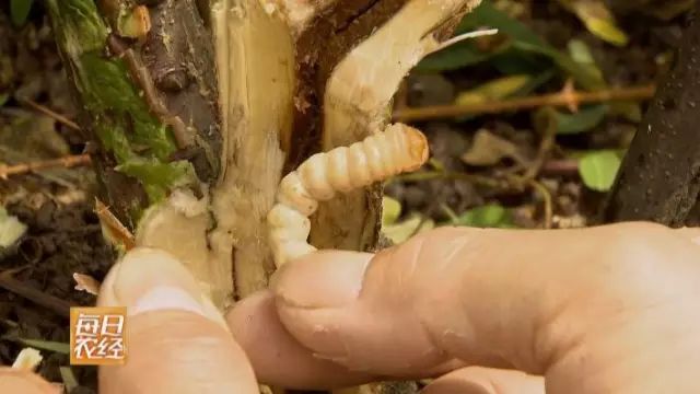 云实,是一种藤本豆科灌木,树皮呈暗红色,周身长满倒钩刺,斗米虫隐藏在