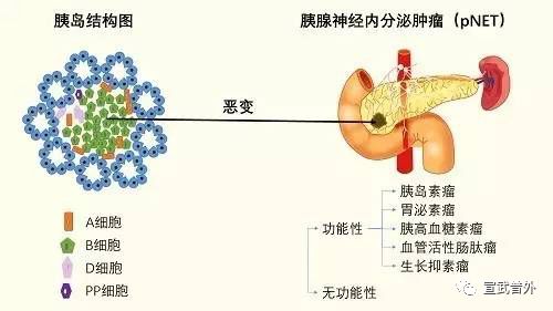 内分泌三条轴示意图图片