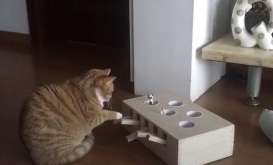 主人遊戲盒子給貓咪，卻發現貓咪「特殊技能」，真成精了！ 寵物 第2張
