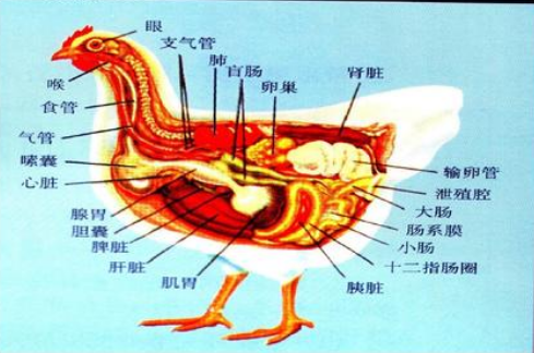 秋季10万只蛋鸡该如何避免呼吸道疾病的高发期