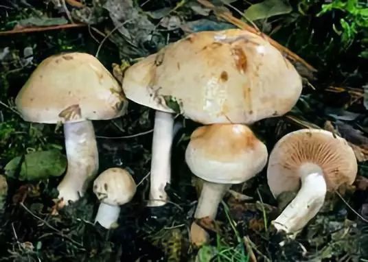 阴湿气候这7类常见毒菇碰见要小心