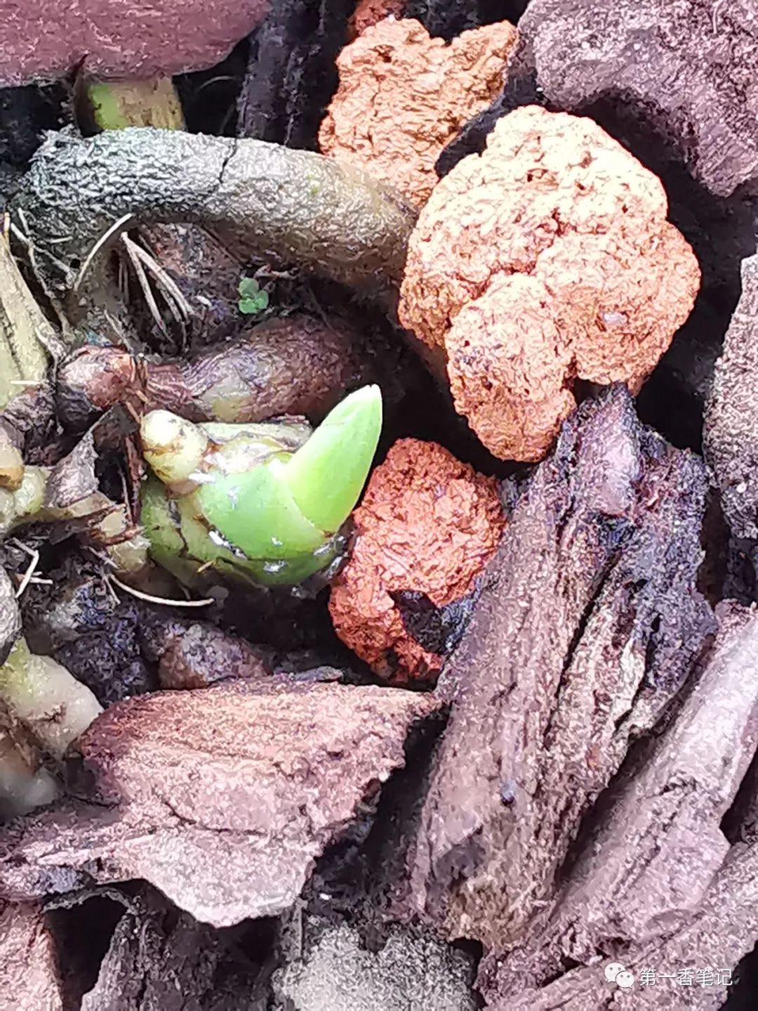 艺兰频道一九九让棘跳虫远离兰花的办法