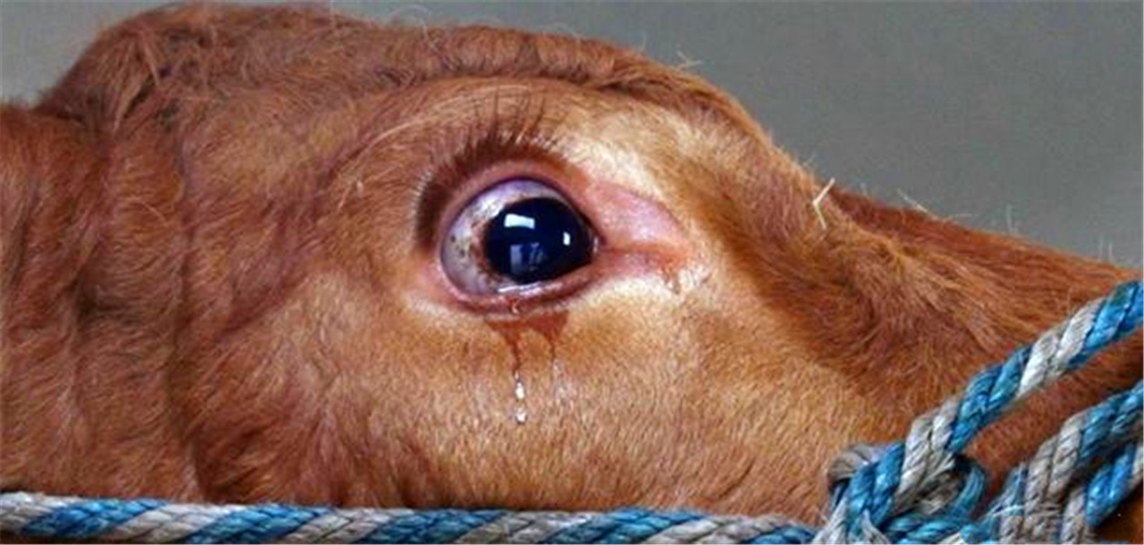 怀孕母牛瞳孔血管图片图片