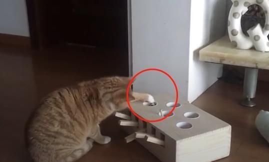 主人遊戲盒子給貓咪，卻發現貓咪「特殊技能」，真成精了！ 寵物 第5張
