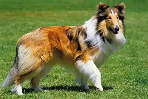 当狗主人发现柯利犬有耳螨的时候要注意了,及时帮助