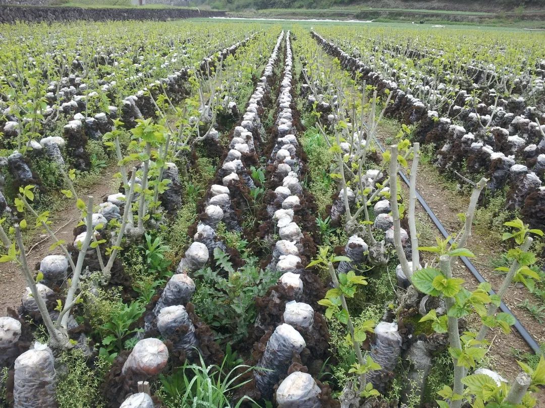 奋进70年 铭心70事┃1988年:与上海签订香菇大单 食用菌产业蓬勃发展