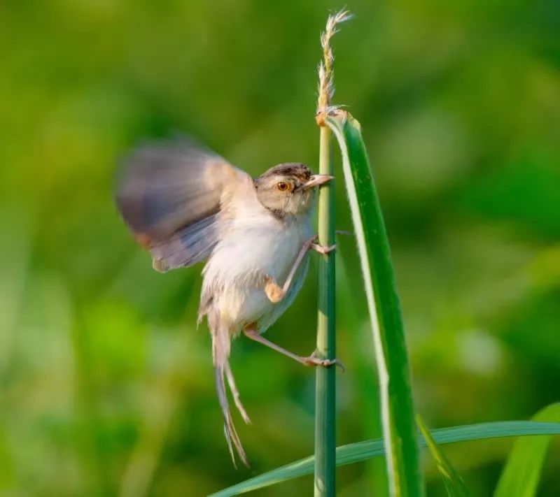 秀山摄影|摄鬼生活之"佳哥雀雀硬是雄棒"