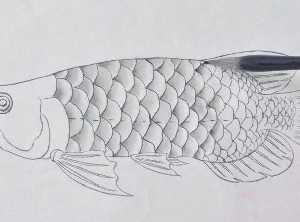 金龙鱼铅笔画图片