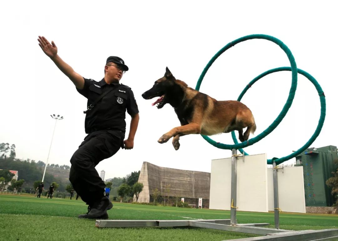 警犬捕咬是利用警犬凶猛的攻击性以及快速奔跑能力来威慑犯罪发现