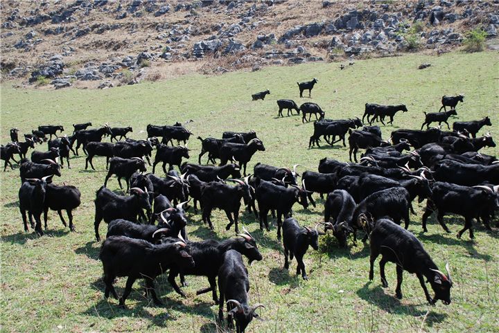 广西玉林黑山羊养殖场图片
