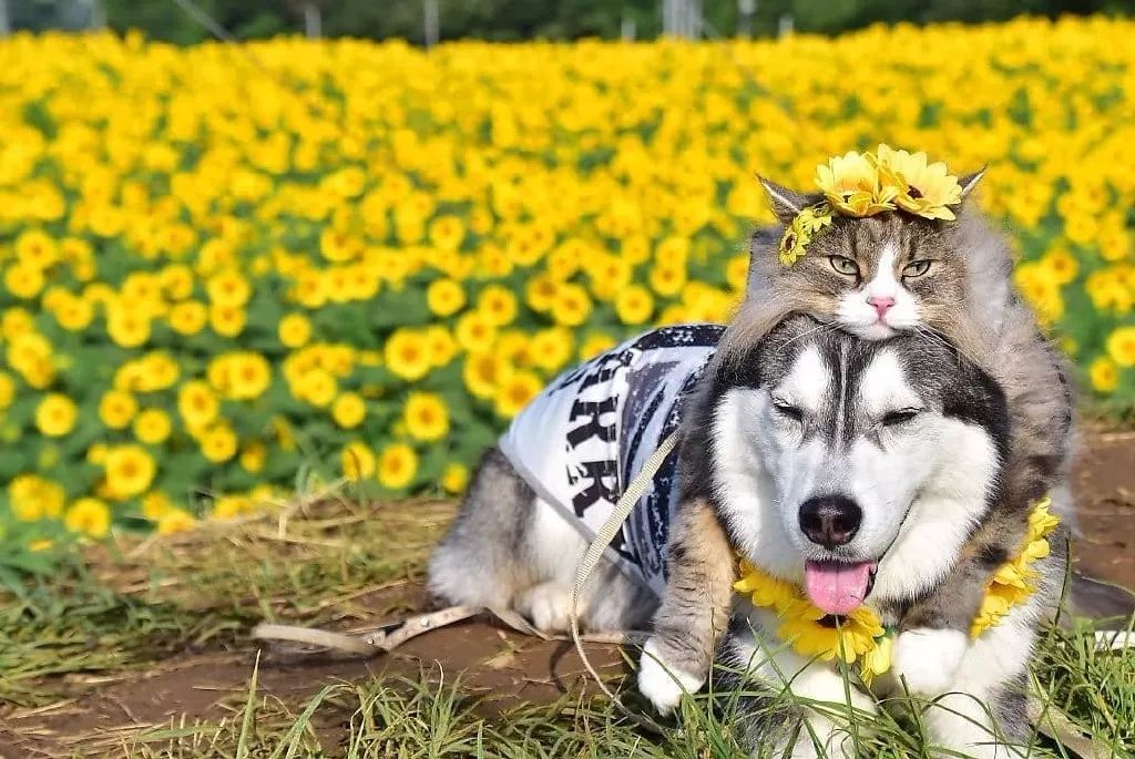 生活在一起的二哈妹妹和猫大哥,到处游山玩水好幸福!