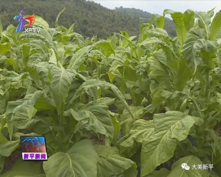 邓皓到平甸 新化调研检查烤烟生产工作
