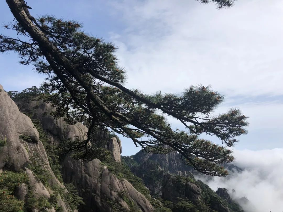 如何保护黄山松和推动生态平衡,是我们急需解决的问题.