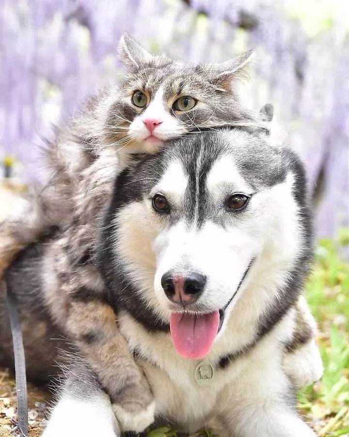 生活在一起的二哈妹妹和猫大哥,到处游山玩水好幸福!