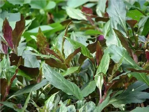 凉血去火就选这种野菜给你最好的治疗方案