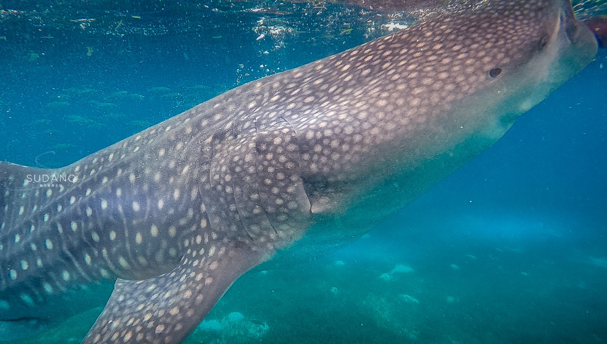 世界最大鲨鱼,不但不吃人,还给渔民带来高收入