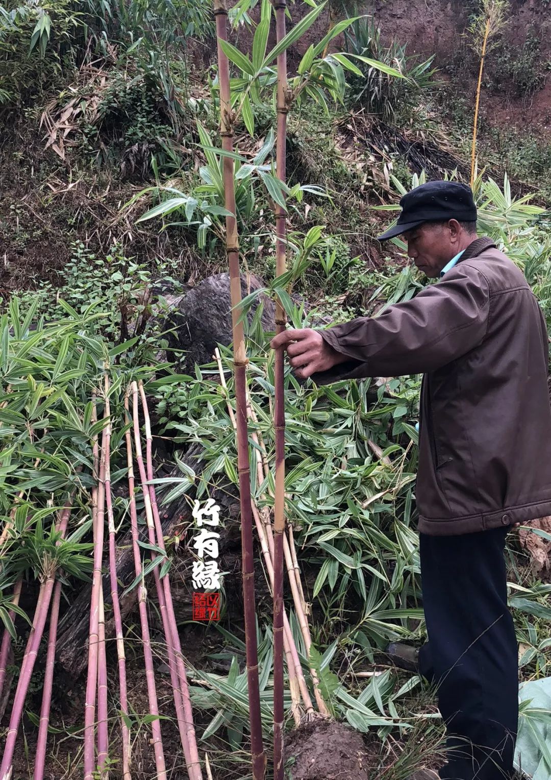 红宝竹,红竹图片大全_大山谷图库