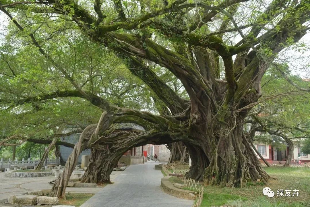 榕津古榕群位于桂林平乐县榕津古镇,包括8株树龄超过千年的古榕树,而