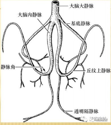 解剖丨脑膜及其血供,硬脑膜静脉窦,mrv(双语)_veins