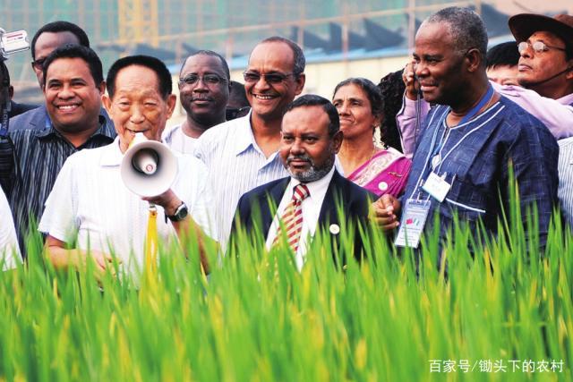 世界难题被中国打破杂交水稻在非洲沙漠成功种植堪称奇迹