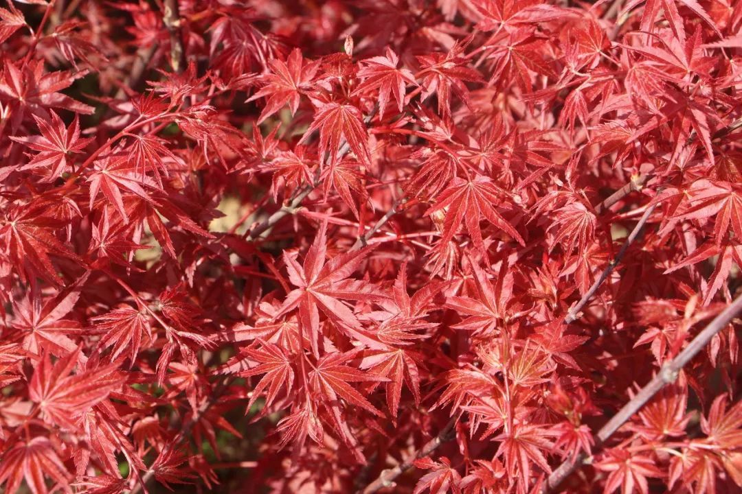 分享九农花木园艺场基地实拍图日本红枫红舞姬
