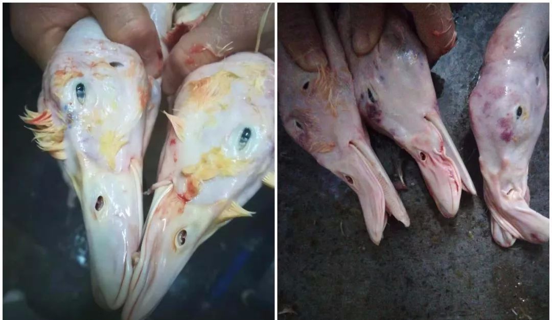 另须引起高度关注的是部分圆环病毒感染病例,肉鸭屠宰时不易褪毛,胴体