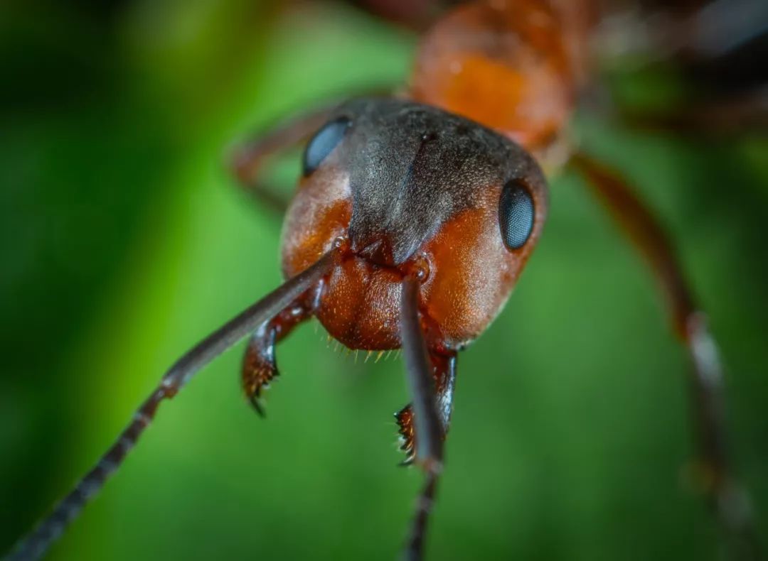 蚂蚁一个社会与学科的诞生
