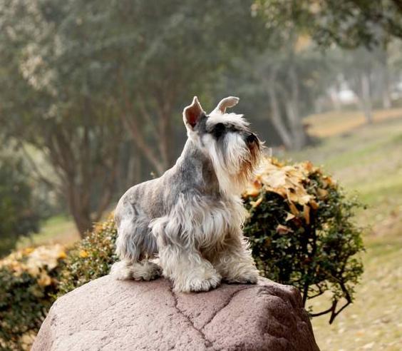 雪纳瑞毛发如何护理这几个妙招教你护理出你想要的雪纳瑞