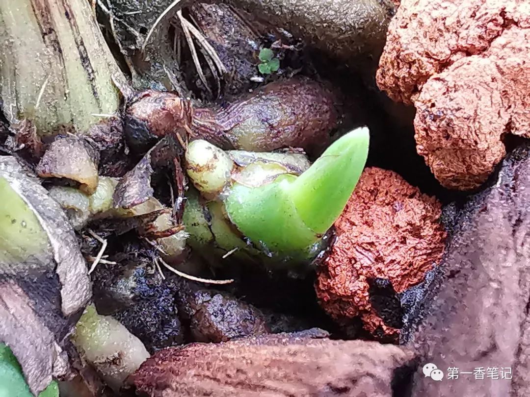 艺兰频道一九九让棘跳虫远离兰花的办法