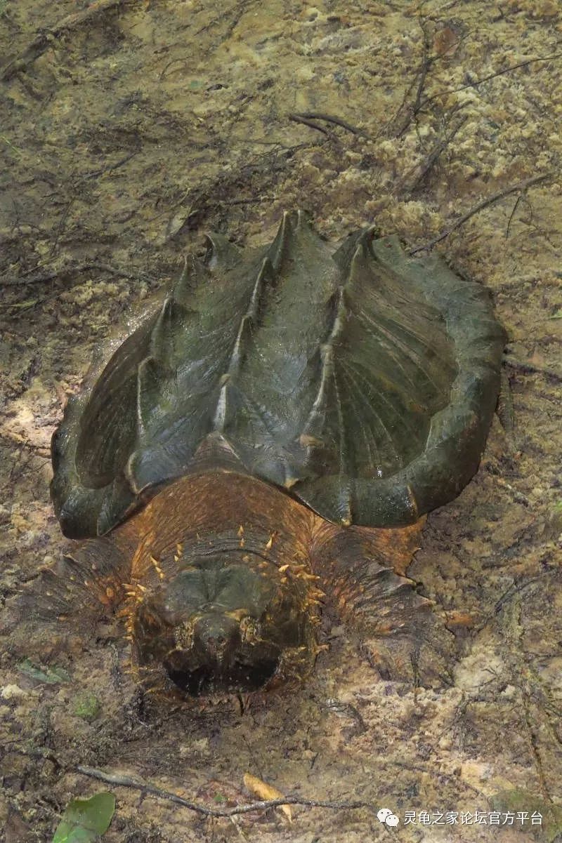 繁殖鱷魚龜