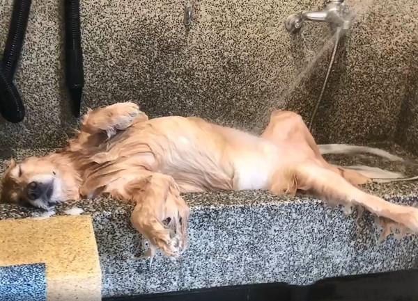 大金毛浴池中四仰八叉躺着一动不动竟然睡着了