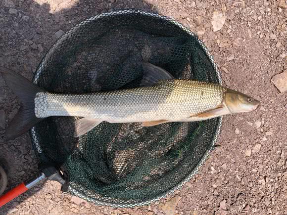 家门口被水淹,广州男子钓起"白色龙形鱼",网友:赶紧放生