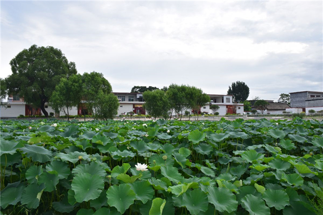 方城县清河镇:坑塘治理显成效 荷塘月色人欢颜