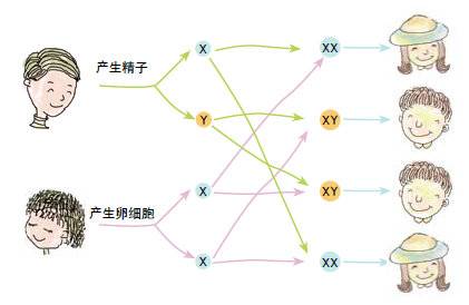 起源性别是怎么产生的