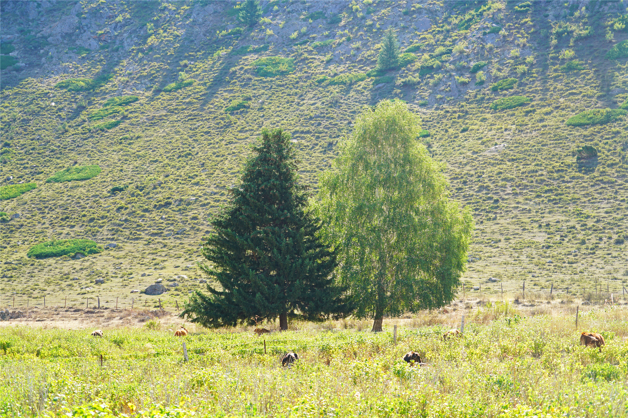 新疆常见的树种图片图片
