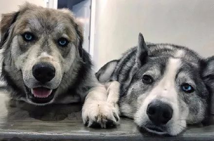 哈士奇和金毛的混血,简直帅得一批,太另类了!