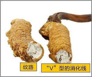 假虫草太多了教你几招鉴别真假虫草的方法