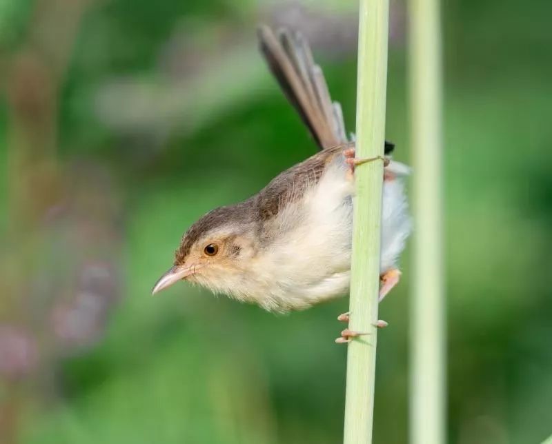 秀山摄影|摄鬼生活之"佳哥雀雀硬是雄棒"
