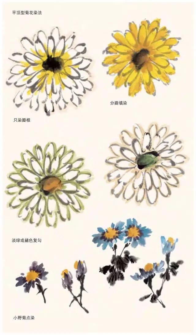 菊花画法清晰明了