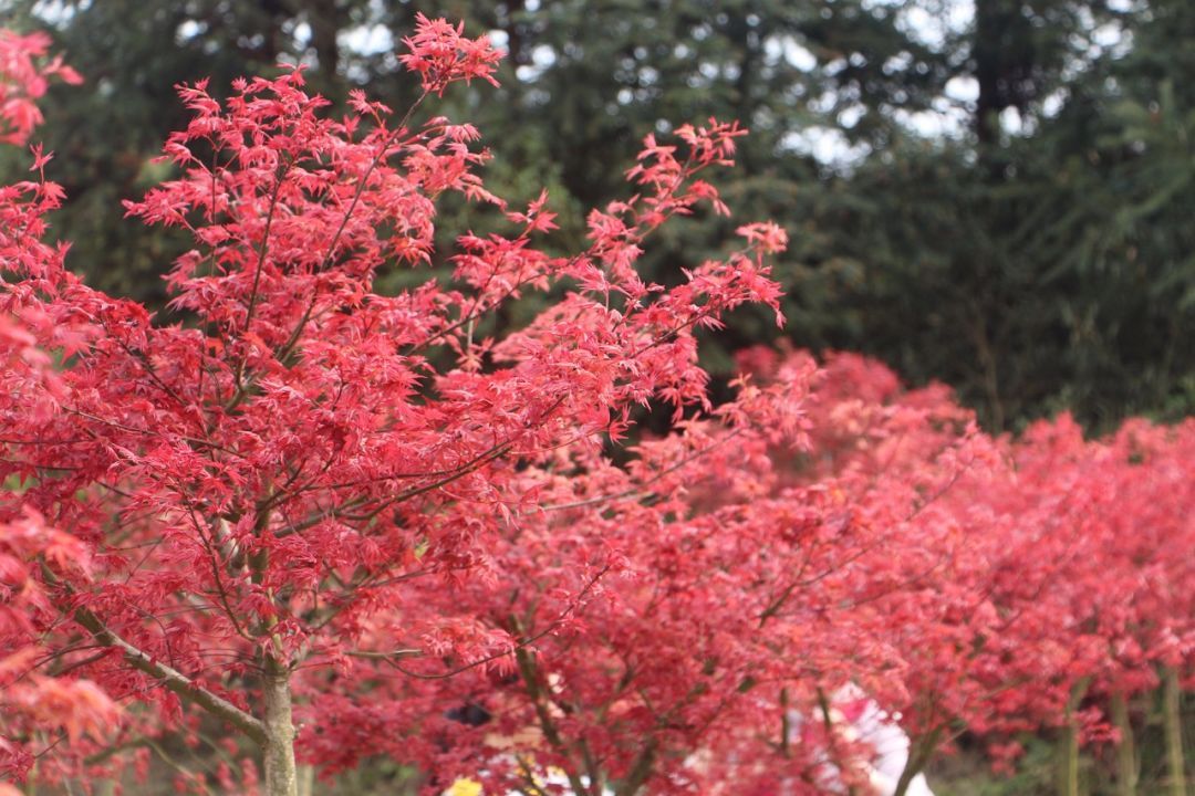 分享九农花木园艺场基地实拍图日本红枫红舞姬