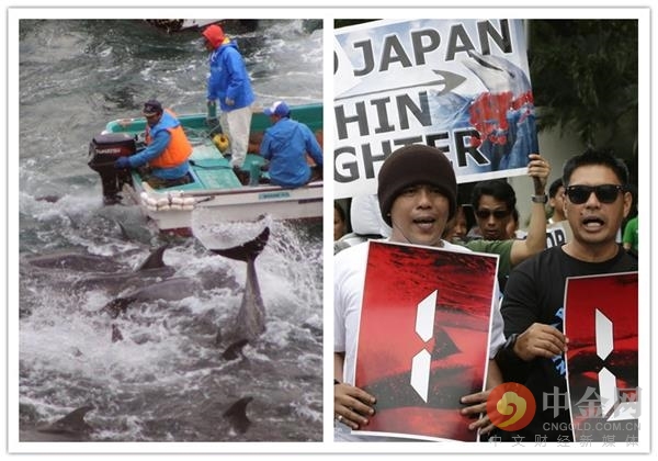 日本开始年度海豚捕杀活动 或持续六个月