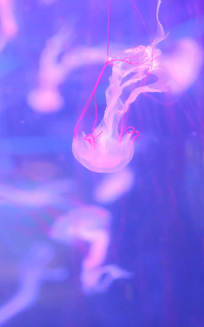 梦幻海洋生物水母高清手机壁纸