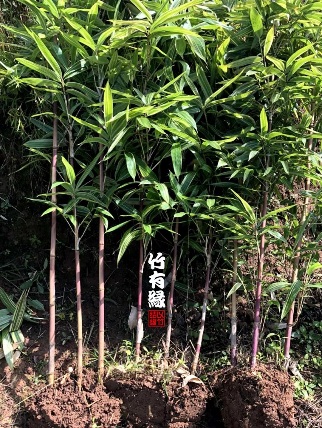 红宝竹,红竹图片大全_大山谷图库